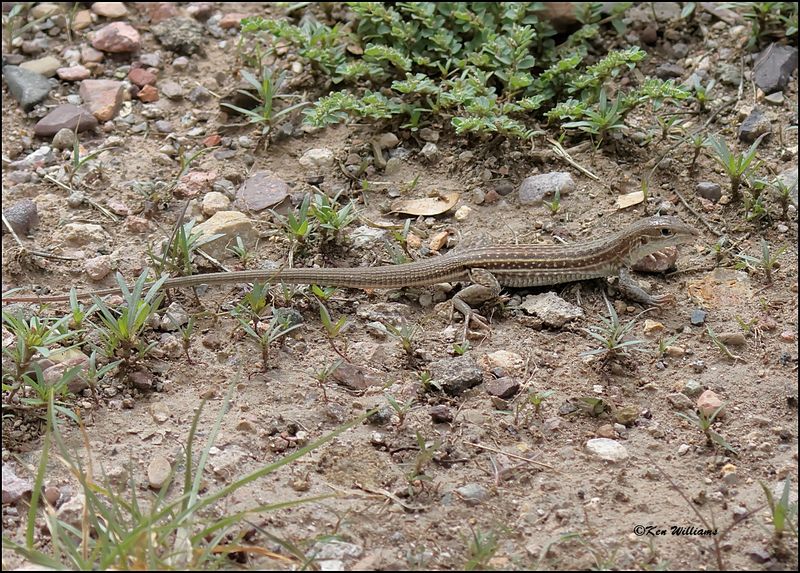 Chihuahuan Spotted Whiptail, Portal, AZ, 8-26-2023_5405Dz.jpg