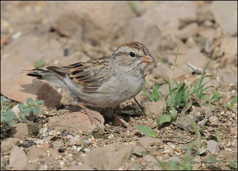 Chipping Sparrow juvenile, Ash Canyon, AZ, 9-1-2023_0481Dze.jpg
