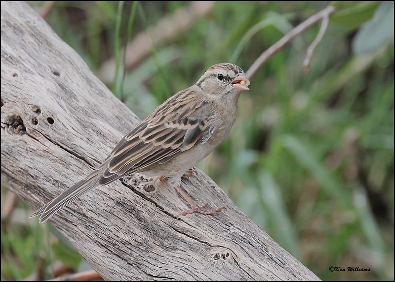Chipping Sparrow juvenile, Ash Canyon, AZ, 9-1-2023_0987Dz.jpg
