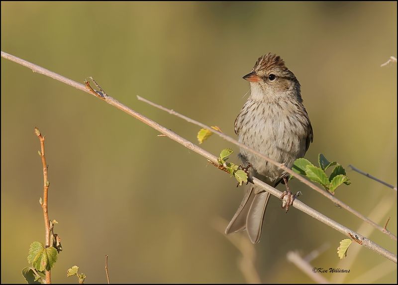 Chipping Sparrow juvenile, Eagle Nest, NM, 9-8-2023_4713Dze.jpg
