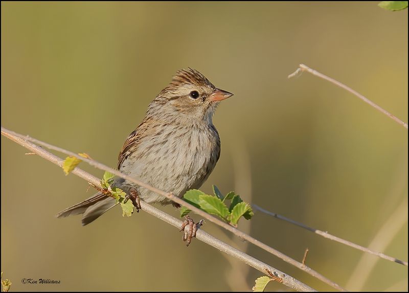 Chipping Sparrow juvenile, Eagle Nest, NM, 9-8-2023_4719Dz.jpg