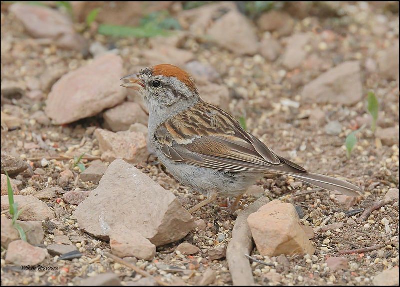 Chipping Sparrow, Ash Canyon, AZ, 9-1-2023_9666Dz.jpg