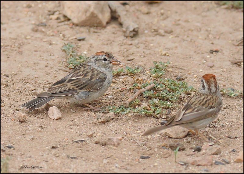 Chipping Sparrow, Ash Canyon, AZ, 9-1-2023_9685Dz.jpg