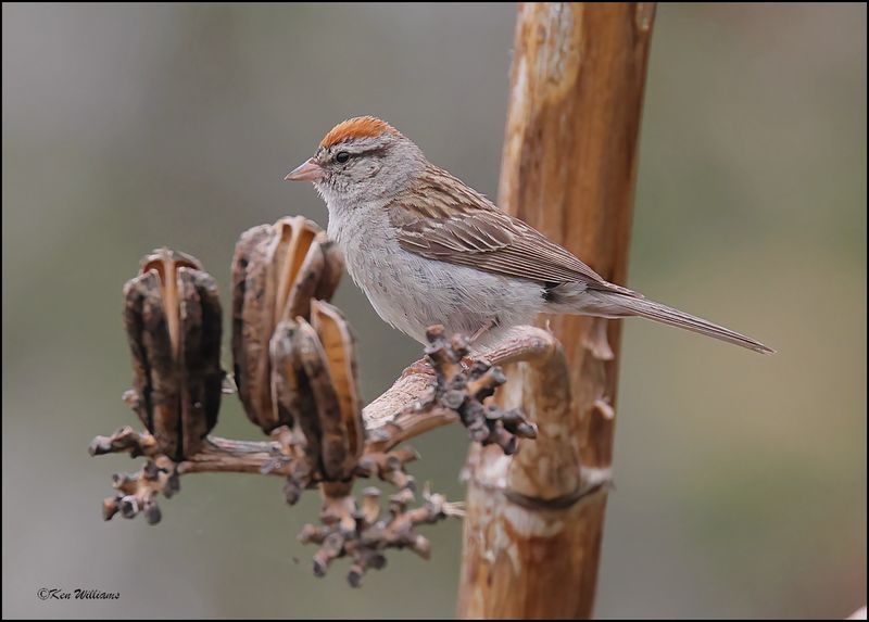 Chipping Sparrow, Ash Canyon, AZ, 9-1-2023_0981Dz.jpg