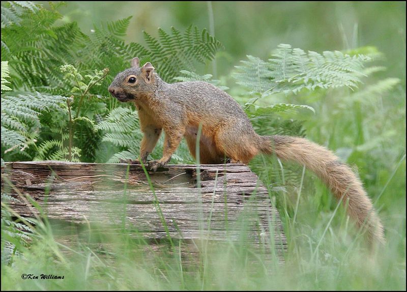 Chiricahua Fox Squirrel, Barfoot Park, AZ, 8-28-2023_0869Dz.jpg