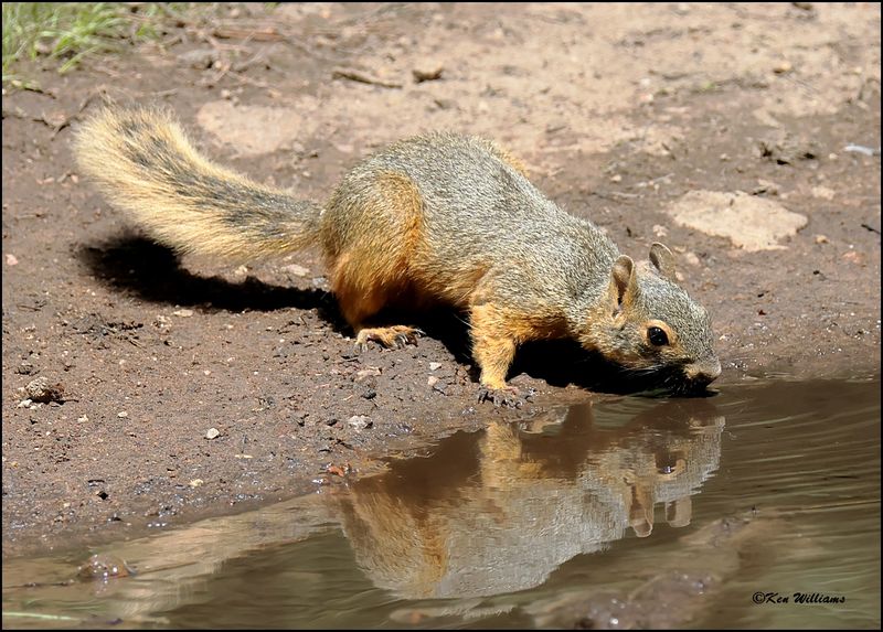 Chiricahua Fox Squirrel, Barfoot Park, AZ, 8-30-2023_5674Dz.jpg