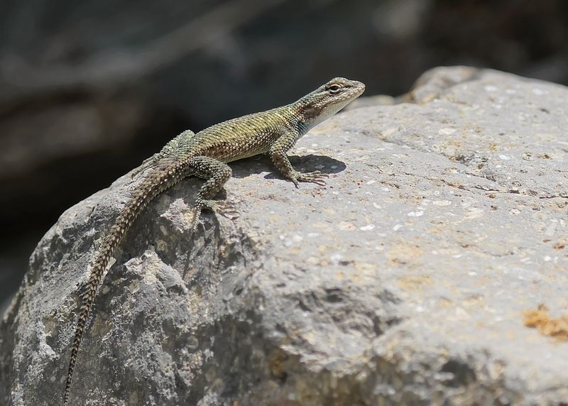 Clark's Spiny Lizard, Pardise, AZ, 8-27-2023_7379Dz.jpg