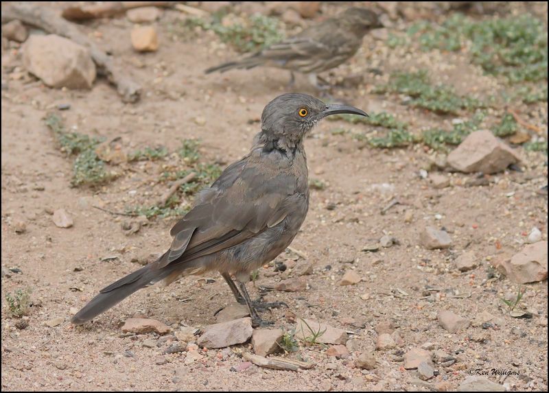 Curve-billed Thrasher, Ash Canyon, AZ, 9-1-2023_9738Dz.jpg