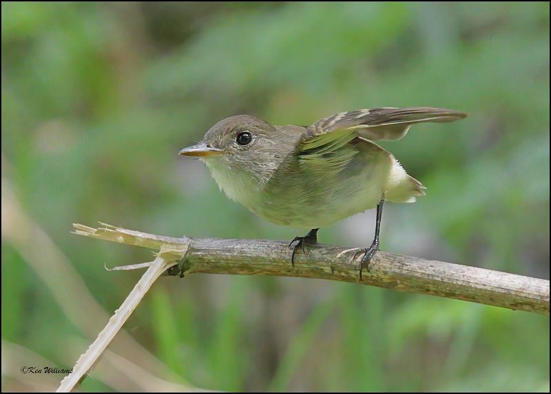 Willow Flycatcher, Patagonia, AZ, 9-2-2023_1832Dz.jpg