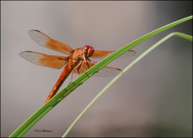 Flame Flame Skimmer male, Patagonia, AZ, 9-2-2023_2342Dze.jpg