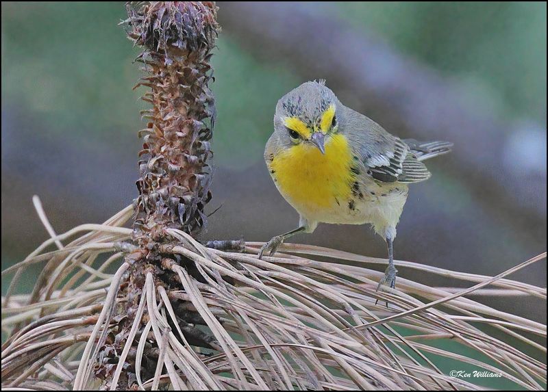 Grace's Warbler female, Barfoot Park, AZ, 8-30-2023_5626Dz.jpg