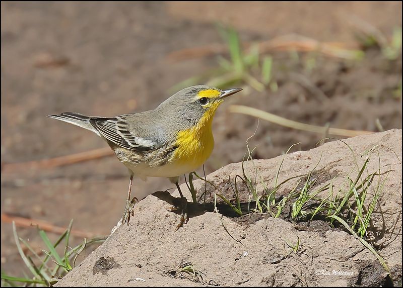 Grace's Warbler female, Barfoot Park, AZ, 8-30-2023_6286Dz.jpg