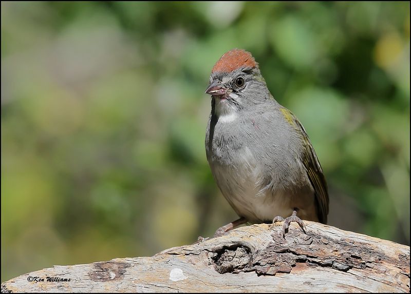Green-tailed Towhee, Capulin Spring, Sandia Mts, NM, 9-8-2023_4401Dz.jpg