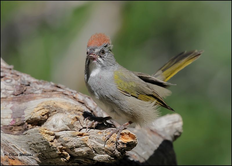 Green-tailed Towhee, Capulin Spring, Sandia Mts, NM, 9-8-2023_4416Dz.jpg