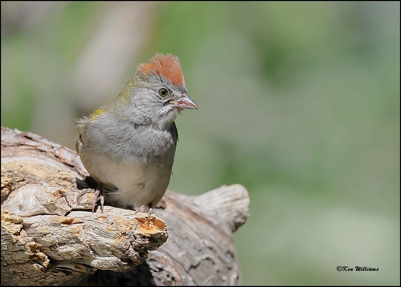 Green-tailed Towhee, Capulin Spring, Sandia Mts, NM, 9-8-2023_4420Dz.jpg