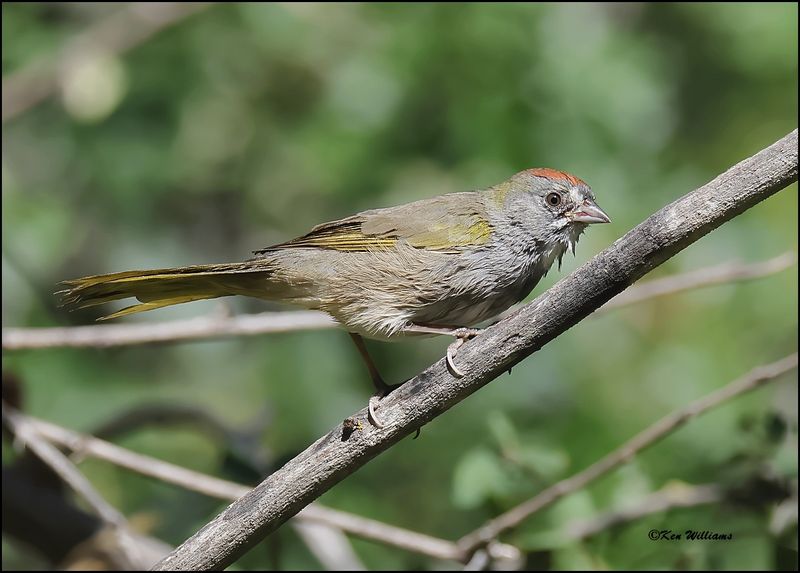 Green-tailed Towhee, Capulin Spring, Sandia Mts, NM, 9-8-2023_4436Dz.jpg