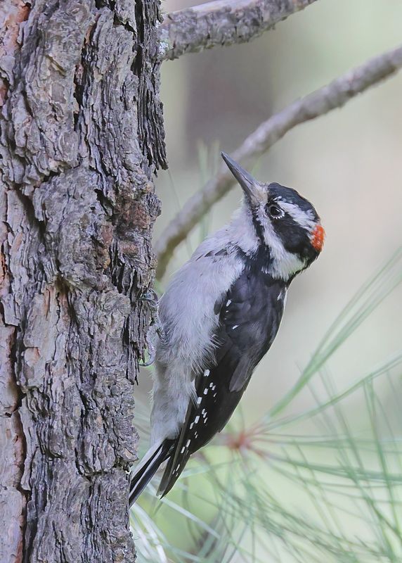 : Hairy Woodpecker :