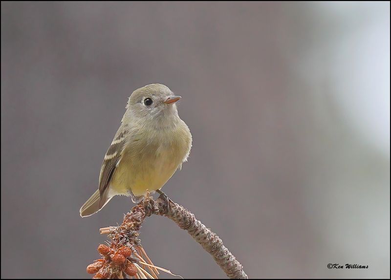 Hammond's Flycatcher, Barfoot Park, AZ, 8-28-2023_0489Dz.jpg