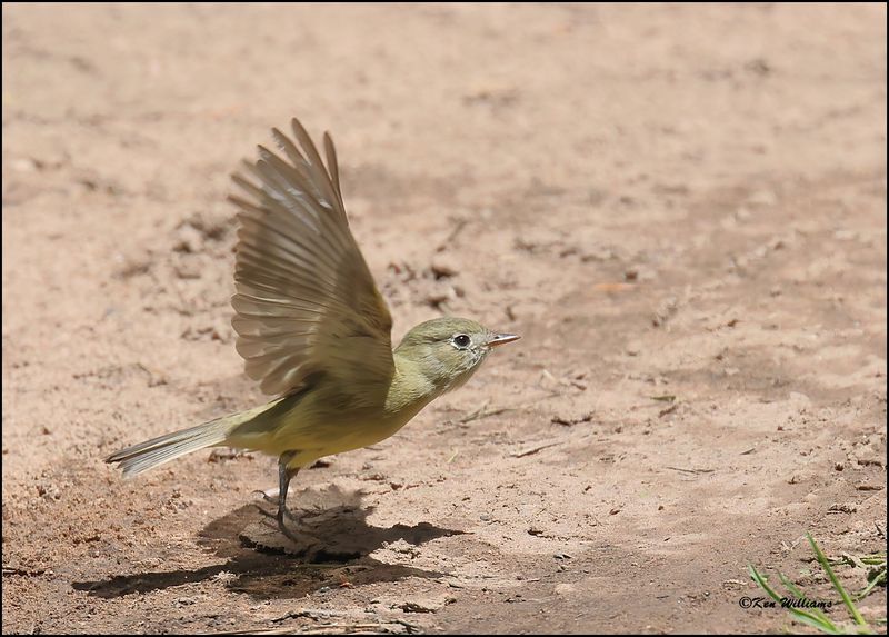 Hammond's Flycatcher, Barfoot Park, AZ, 8-30-2023_5369Dz.jpg