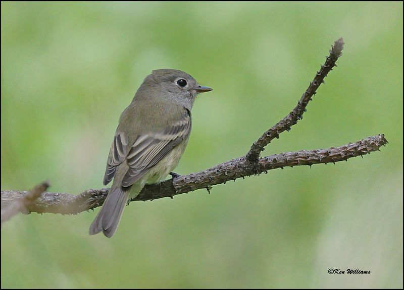 Hammond's Flycatcher, Barfoot Park, AZ, 8-30-2023_5727Dz.jpg