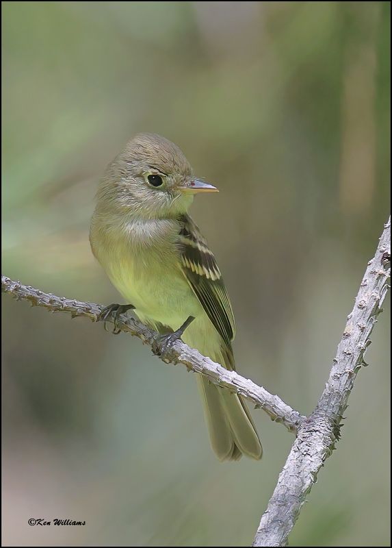 Hammond's Flycatcher