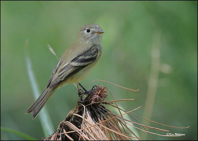 Hammond's Flycatcher, Barfoot Park, AZ, 8-30-2023_5855Dz.jpg