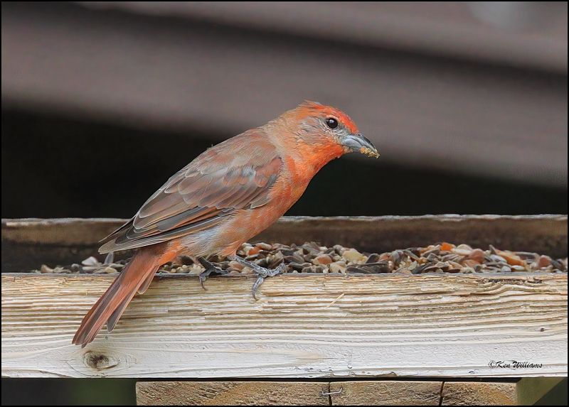 Hepatic Tanager male, Green Valley, AZ, 9-2-2023_2732Dz.jpg