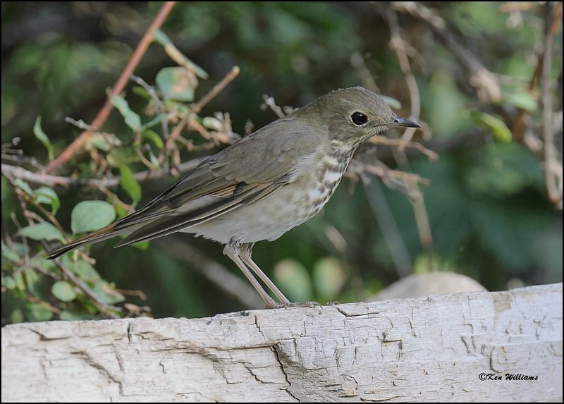 Hermit Thrush, Capulin Spring, Sandia Mts, NM, 9-8-2023_3969Dz.jpg