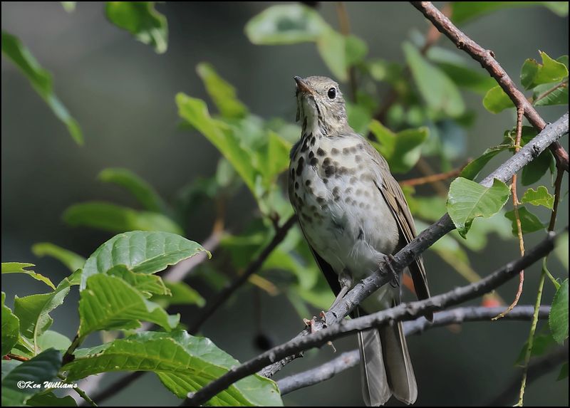 Hermit Thrush, Sandia Peak, NM, 8-25-2023_3566Dz.jpg