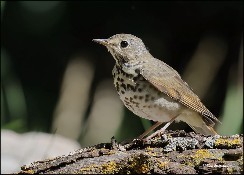 Hermit Thrush, Sandia Peak, NM, 8-25-2023_5185Dz.jpg