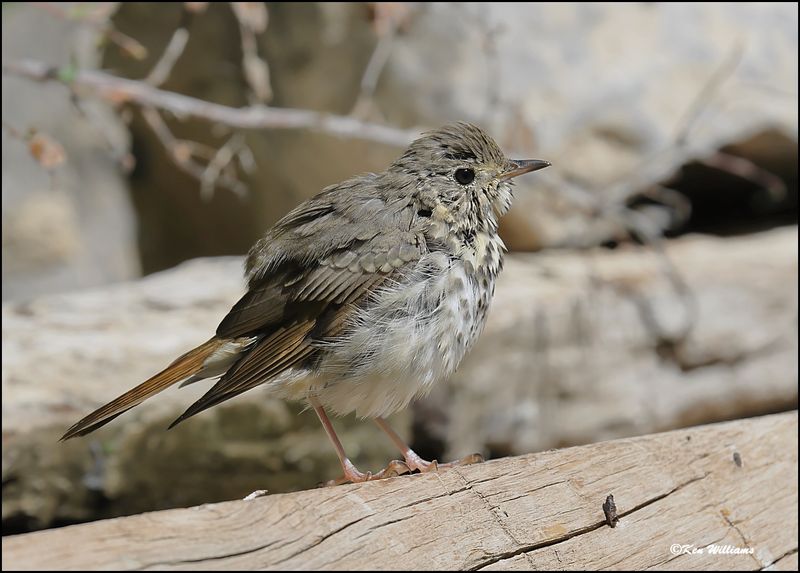 Hermit Thrush, Sandia Peak, NM, 8-25-2023_5381Dz.jpg