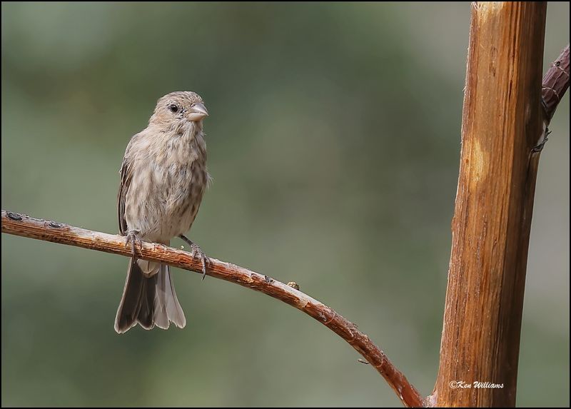 House Finch female, Ash Canyon, AZ, 9-1-2023_0440Dz.jpg