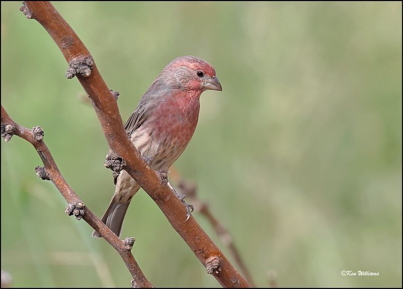 House Finch male, Ash Canyon, AZ, 9-1-2023_0238Dz.jpg