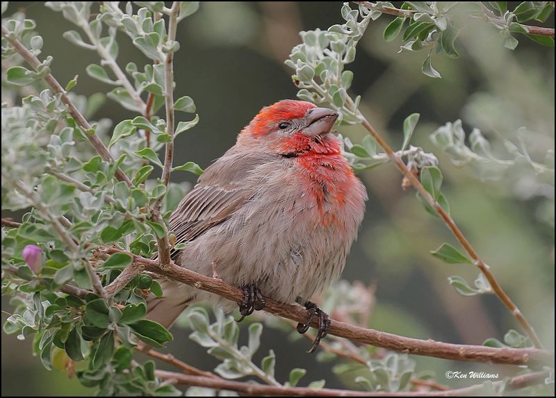 House Finch male, Ash Canyon, AZ, 9-1-2023_1037Dz.jpg