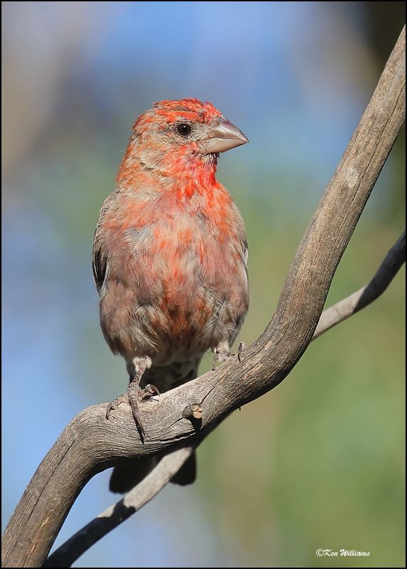 House Finch male, Paradise, AZ, 8-29-2023_4289Dz.jpg