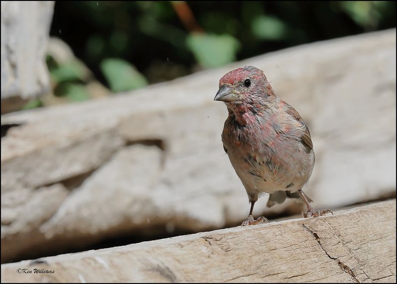 House Finch male, Sandia Peak, NM, 8-25-2023_5348Dz.jpg