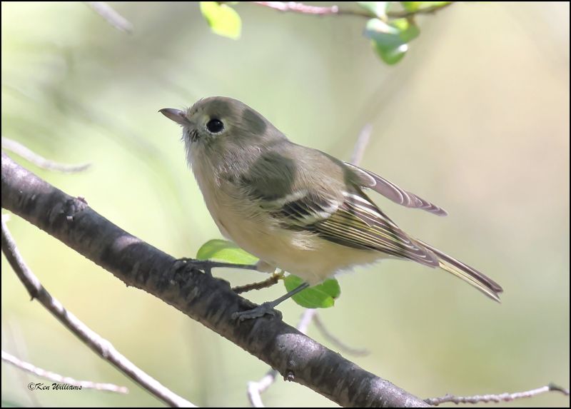 Hutton's Vireo, Paridise, AZ, 9-3-2023-2915Dz.jpg