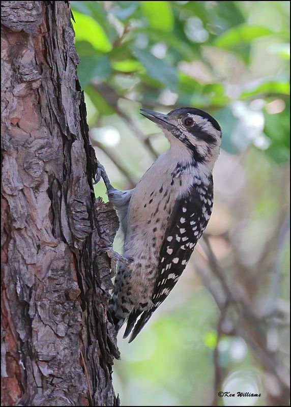 Ladder-backed Woodpecker female, Portal, AZ, 8-29-2023_2998Dz.jpg