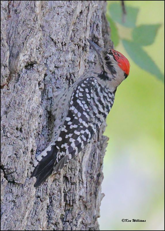 Ladder-backed Woodpecker male, Portal, AZ, 8-29-2023_2781Dz.jpg