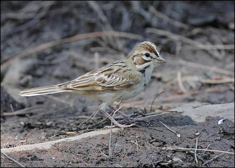 Lark Sparrow juvenile, Barfoot Park, AZ, 8-30-2023_5326Dz.jpg