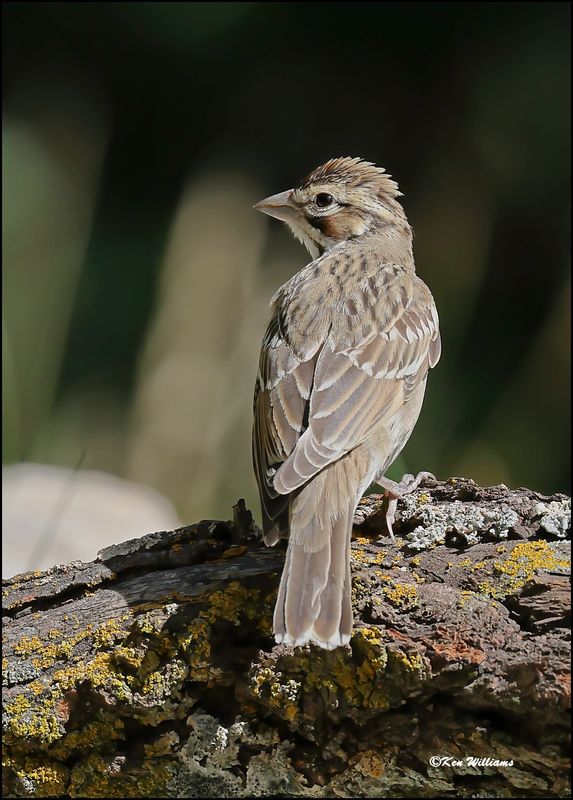 Lark Sparrow, Sandia Peak, NM, 8-25-2023_5261Dz.jpg