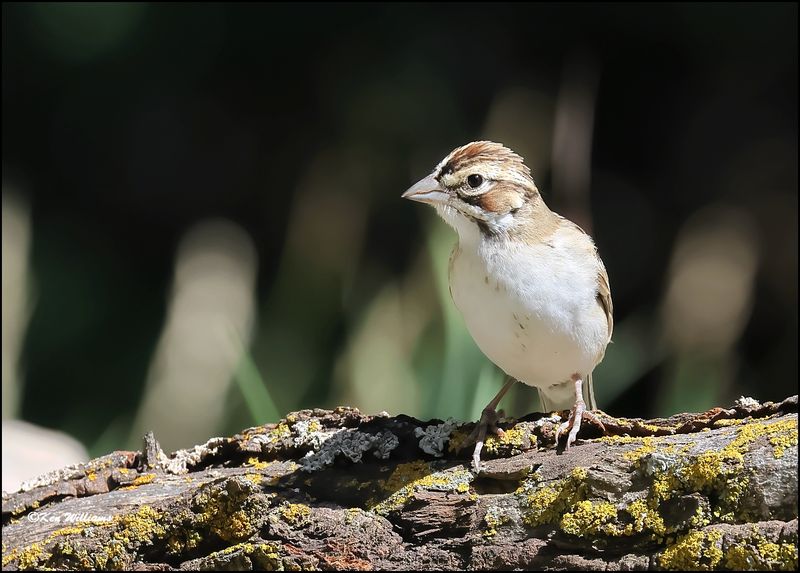 Lark Sparrow, Sandia Peak, NM, 8-25-2023_5312Dz.jpg