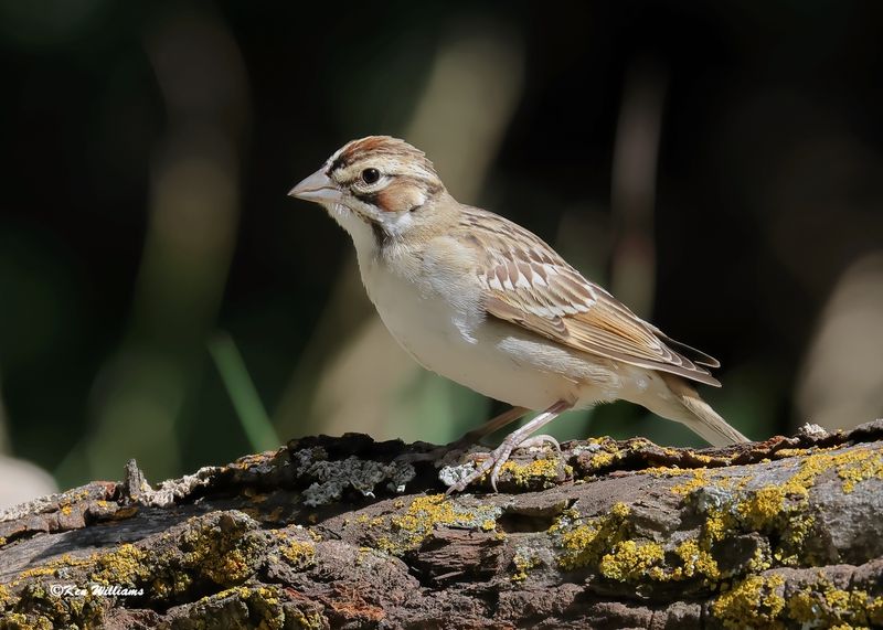 Lark Sparrow, Sandia Peak, NM, 8-25-2023_5337Dz.jpg
