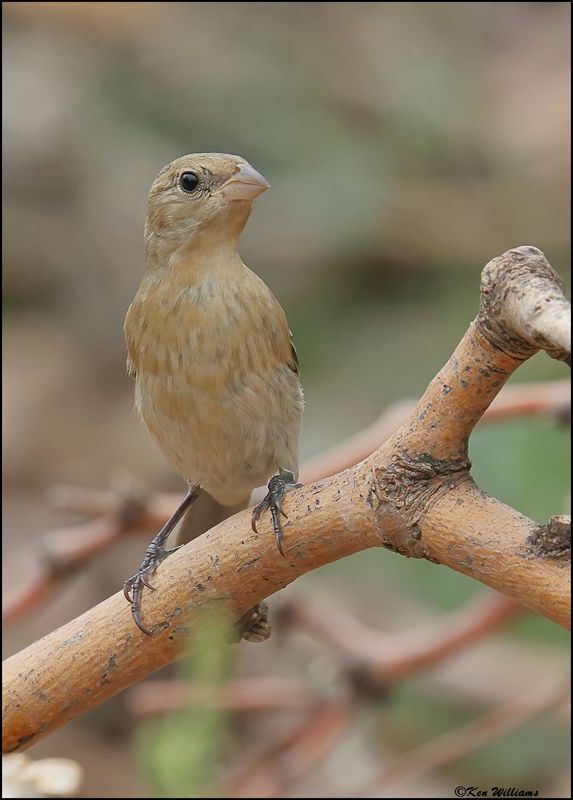 Lazuli Bunting female, Ash Canyon, AZ, 9-1-2023_0973Dz.jpg