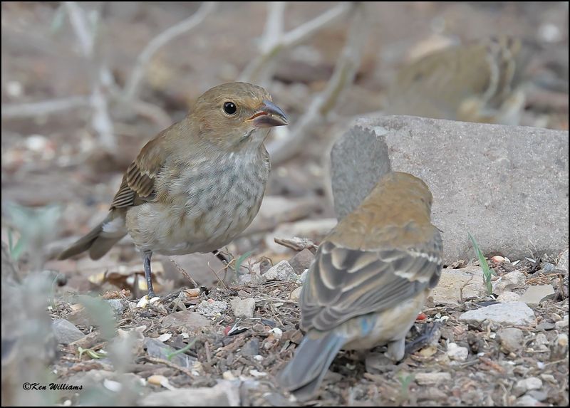 Lazuli Bunting female, Pardise, AZ, 8-27-2023_8677Dz.jpg