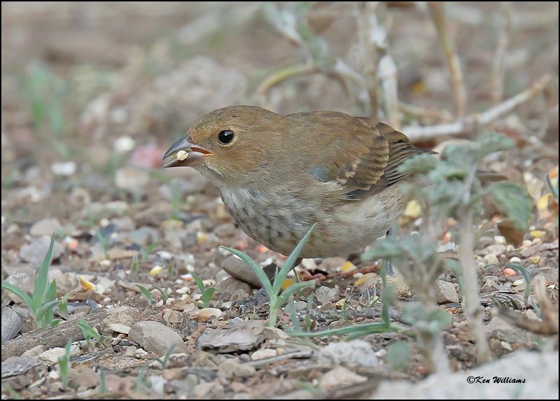 Lazuli Bunting female, Pardise, AZ, 8-27-2023_8991Dz.jpg