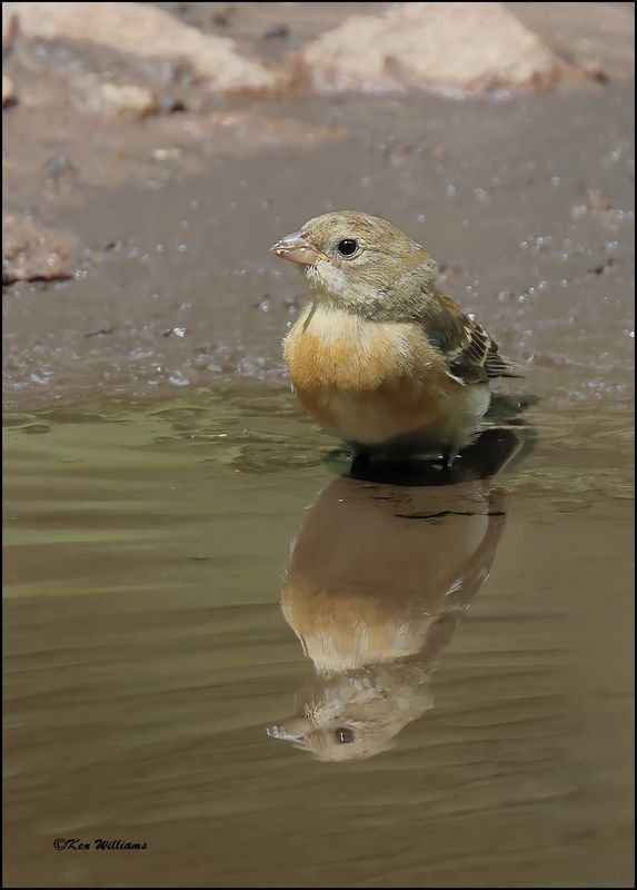 Lazuli Bunting immature male, Barfoot Park, AZ, 8-28-2023_1019Dz.jpg