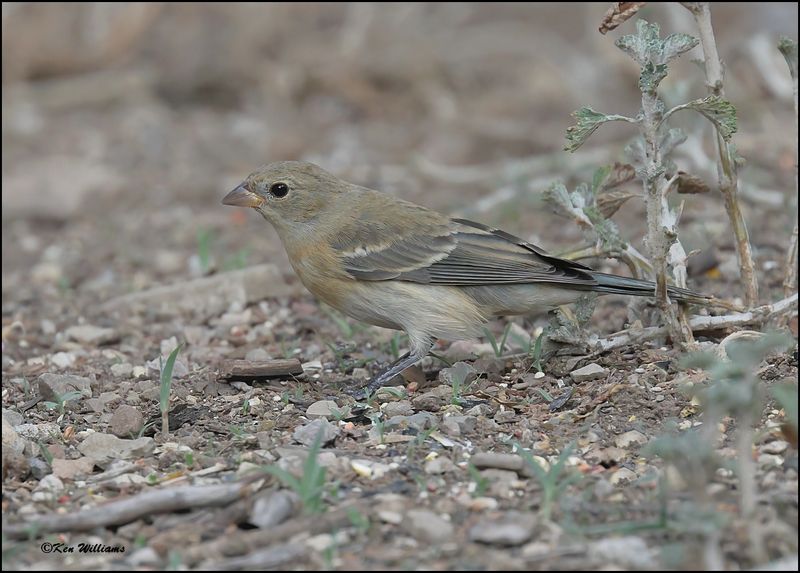 Lazuli Bunting immature male, Pardise, AZ, 8-27-2023_9178Dz.jpg