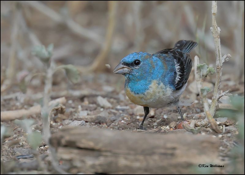 Lazuli Bunting male, Pardise, AZ, 8-27-2023_9010Dz.jpg