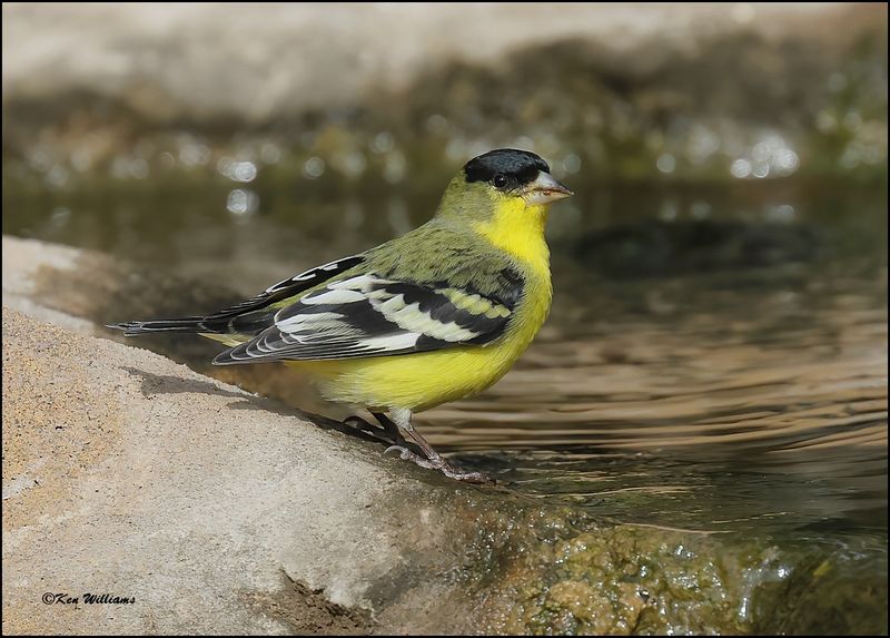 Lesser Goldfinch Western variety male, Ash Canyon, AZ, 9-1-2023_0330Dz.jpg